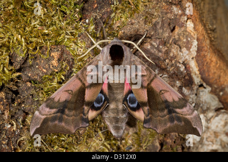 Abendpfauenauge Eyed Hawk Moth Banque D'Images