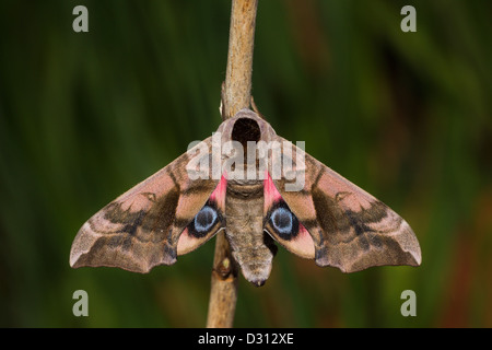 Abendpfauenauge Eyed Hawk Moth Banque D'Images