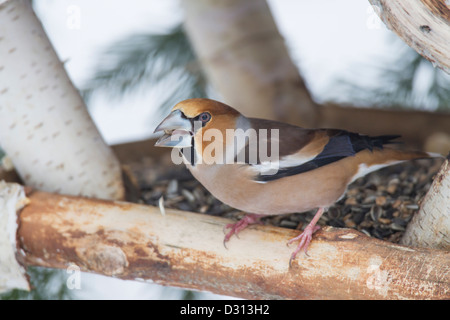 Coccothraustes Hawfinch Kernbeißer Banque D'Images