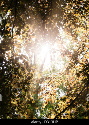 Soleil qui brille à travers les feuilles des arbres Banque D'Images