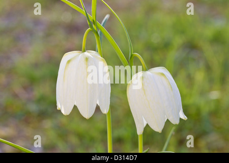 Kiebitzei Schachbrettblume bell Lazarus fritillaria meleagris fleurs d'échecs Banque D'Images