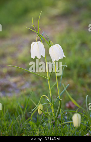 Kiebitzei Lazare bell tête du serpent fritillaria m Banque D'Images