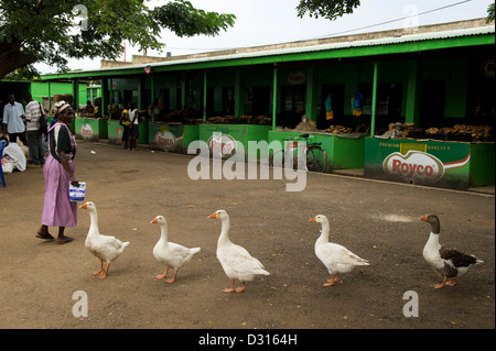 Balades autour de bernaches au marché municiple, Kisumu, Kenya Banque D'Images