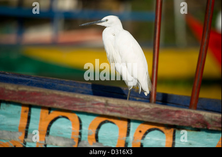 L'aigrette garzette, Egretta garzetta, assis sur un bateau de pêche colorés sur le lac Victoria, Kisumu, Kenya Banque D'Images