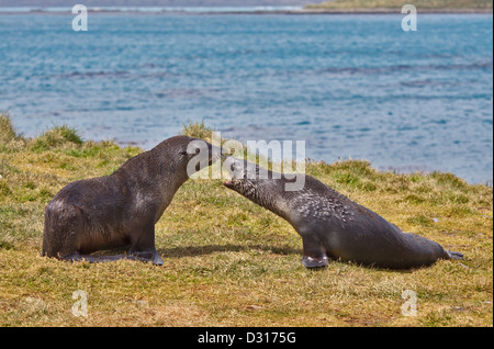 Les Otaries à fourrure antarctique (Arctocephalus gazella), Grytviken Harbour, la Géorgie du Sud Banque D'Images