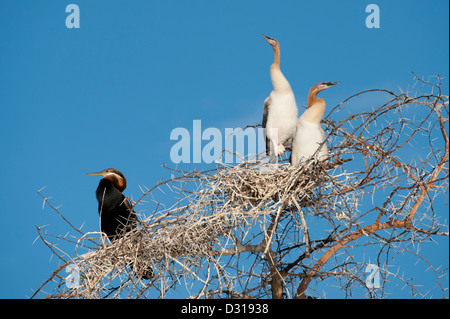 Le dard de l'Afrique de l'anhinga rufa, avec les poussins, lac Baringo, au Kenya Banque D'Images