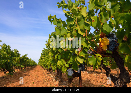 Les raisins noirs de la vigne, Trets, près de Aix-en-Provence, dans les Bouches-du-Rhône, Cote du Rhone, France Banque D'Images