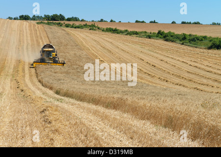 Moissonneuse-batteuse dans champ de blé en été, Valensole, Provence, France Banque D'Images