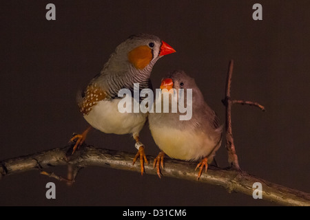 Diamants mandarins (hommes et femmes) posant sur une branche d'arbre Banque D'Images
