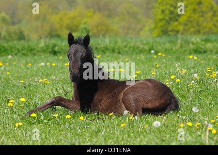 Arabian Horse foal femelle couché sur prairie, Texas, United States Banque D'Images