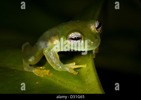 Tortue à Cochran, Grenouille Teratohyla spinosa, dans la réserve naturelle de Burbayar, province de Panama, République du Panama. Banque D'Images