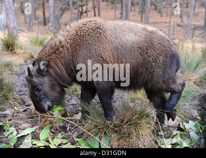 Le Takin est un animal unique au Bhoutan. Pas d'un autre animal. Banque D'Images