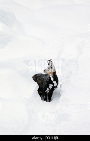 Chamois (Rupicapra rupicapra) en quête de poudreuse profonde en hiver, Parc National du Gran Paradiso, Alpes italiennes, Italie Banque D'Images