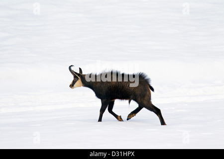 Chamois (Rupicapra rupicapra) buck dans un manteau d'hiver dans la neige, Parc National du Gran Paradiso, Alpes italiennes, Italie Banque D'Images