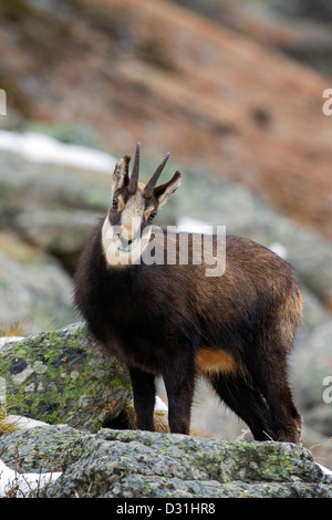 Chamois (Rupicapra rupicapra) parmi les roches en hiver, Parc National du Gran Paradiso, Alpes italiennes, Italie Banque D'Images