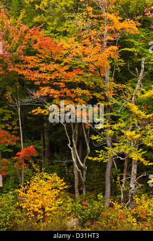 Couleurs d'automne par la route panoramique Kancamagus Swift River Route 112 Montagnes Blanches du New Hampshire USA États-Unis d'Amérique Banque D'Images