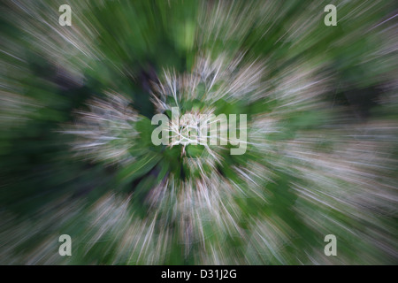 Abstract Espave arbres dans le parc national de Soberania, province de Panama, République du Panama. Banque D'Images