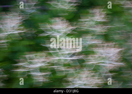 Abstract Espave arbres dans le parc national de Soberania, province de Panama, République du Panama. Banque D'Images