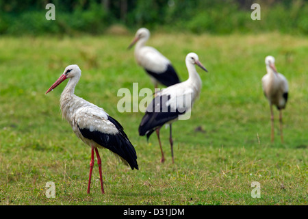 Cigogne Blanche (Ciconia ciconia) troupeau de nourriture dans la prairie Banque D'Images