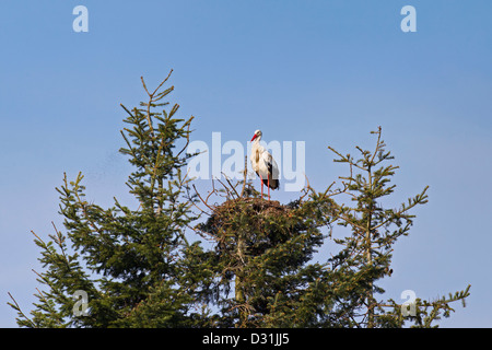 Cigogne Blanche (Ciconia ciconia) sur son nid en sapin Banque D'Images