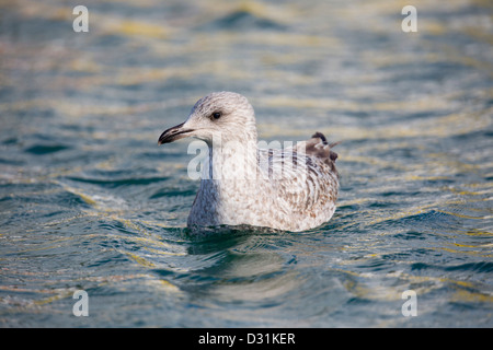 Goéland argenté, Larus argentatus ; premier hiver oiseau ; Cornwall, UK Banque D'Images