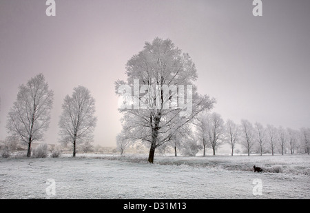 Saule couvert de givre Banque D'Images