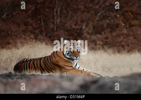 Wild tigre du Bengale, Panthera tigris, couchée, Ranthambore N P, Inde Banque D'Images