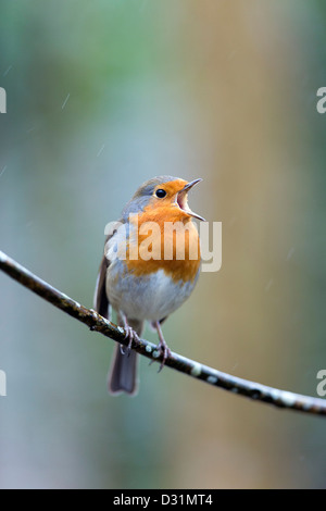 Robin Erithacus rubecula aux abords de Cornwall ; ; ; Royaume-Uni ; chanter sous la pluie Banque D'Images