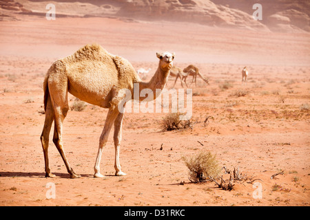 Groupe de chameaux sauvages dans le désert de Wadi Rum Banque D'Images