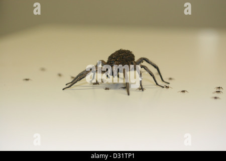 L'araignée-loup femelle (Lycosa godeffroyi) transportant petits Banque D'Images