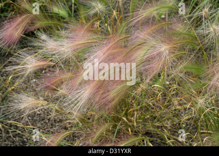 Orge, Hordeum jubatum, Poaceae. L'Amérique du Nord. Squirrel-Tail Squirrel-Tail Aka, orge, Squirrel-Tail l'herbe. Banque D'Images