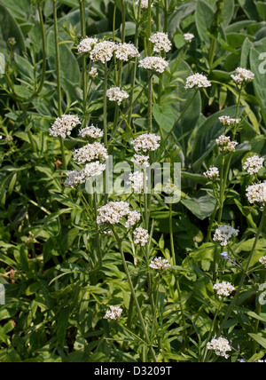 Spikenard crétois, Valeriana Phu, Valérianacées. L'Europe. Un type de la valériane. Banque D'Images