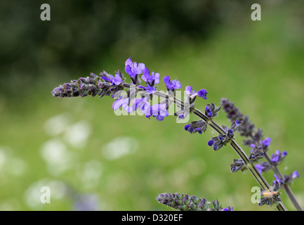 Clary Sauvage ou Sauvage, sauge Salvia verbenaca, Lamiaceae. Le Royaume-Uni, l'Europe. Banque D'Images