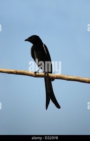 Le drongo, fourche Dicrurus adsimilis. Famille de petits passereaux de l'Ancien Monde, les tropiques Dicruridae. Banque D'Images
