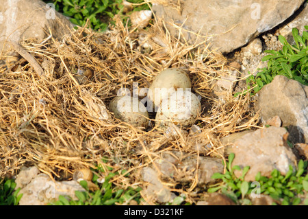 Les œufs de la rivière Indian ou Sterne de Dougall Sterna, rivière juste aurantia est un oiseau de la famille. Banque D'Images