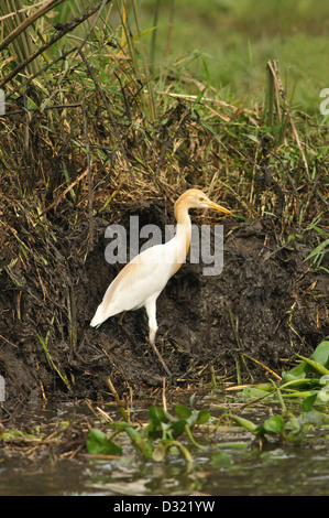 Héron garde-boeuf, Ardea ibis Banque D'Images