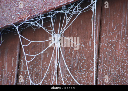 Un gros plan d'une white spiders web comme elle est couverte d'une épaisse couche de givre sur un couvert de neige avec des cristaux de glace rouge clair en détail Banque D'Images