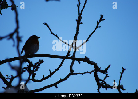 Un merle oiseau sur une branche couverte de neige, une silhouette ombre contre un fond de ciel bleu sur un arbre qui pousse de nouvelles feuilles à Banque D'Images