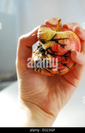 Une pomme rouge et jaune sur un fond blanc, tenue par une main mordu avec fissures noir moule et montrant la décomposition et le pourrissement des fruits Banque D'Images