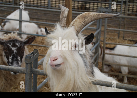 Un curieux impertinent à la chèvre à travers le trou de la plume à la caméra dans un enclos plein d'animaux dans un zoo pour enfants du marché ou de l'exploitation agricole Banque D'Images