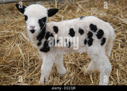 Un agneau nouveau-né sur une ferme pédagogique et une ferme à un stylo de foin frais ou de paille, près de son visage noir et blanc Banque D'Images