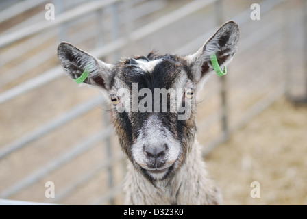 Une chèvre curieux regardant la caméra dans un enclos plein d'animaux dans un zoo pour enfants du marché ou à la ferme avec tagged ears Banque D'Images