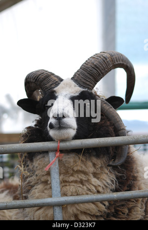 Un petit curieux moutons regardant la caméra dans un enclos plein d'animaux dans un zoo pour enfants du marché ou à la ferme avec tagged ears Banque D'Images
