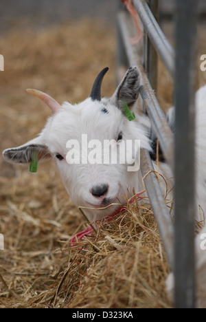 Une chèvre curieux regardant la caméra dans un enclos plein d'animaux dans un zoo pour enfants du marché ou à la ferme avec tagged ears Banque D'Images