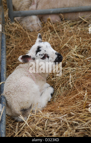 Un agneau nouveau-né sur une ferme pédagogique et une ferme à un stylo de foin frais ou de paille, près de son visage noir et blanc Banque D'Images