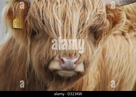 Une vache highland avec orange ou gingembre cheveux longs poils à un zoo ou à la ferme avec des cornes près de son visage et tagged ear Banque D'Images