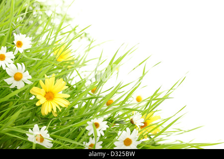 Daisy flower in Green grass,isolé sur blanc. Banque D'Images