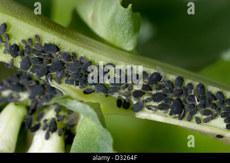 Puceron noir de la fève (Aphis fabae) ou simulies sur une vaste usine de bean. Banque D'Images