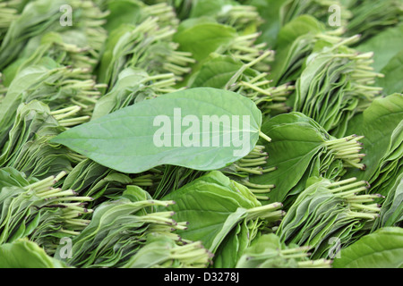 Les feuilles de vigne de bétel (Piper betle), utilisées pour faire le paan léger stimulant et aussi pour leurs propriétés médicinales, Inde Banque D'Images