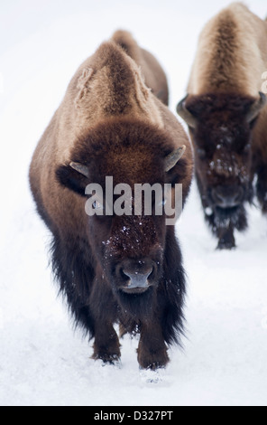 Les bisons du parc national de Yellowstone, Wyoming, United States, dans l'hiver Banque D'Images